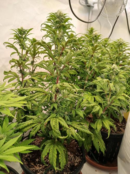 El Nebuloso Grows.... Week 10