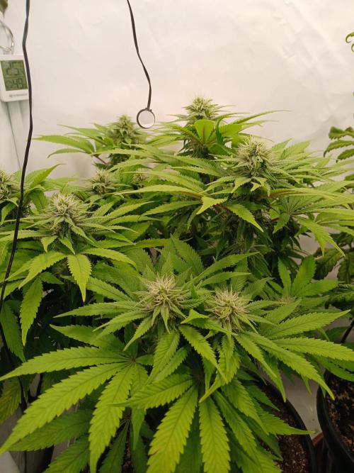 El Nebuloso Grows.... Week 10