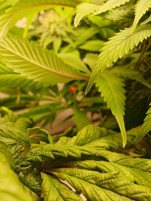 El Nebuloso Grows.... Week 11