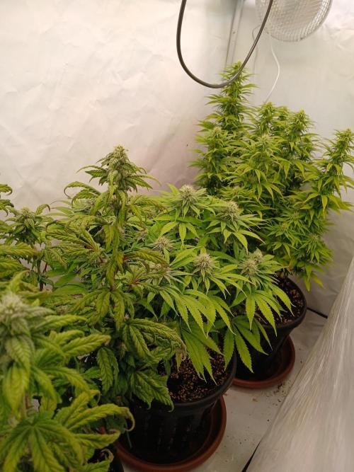 El Nebuloso Grows.... Week 11