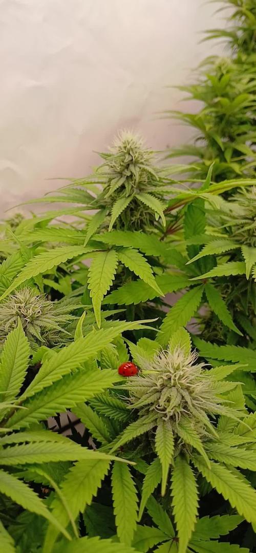 El Nebuloso Grows...