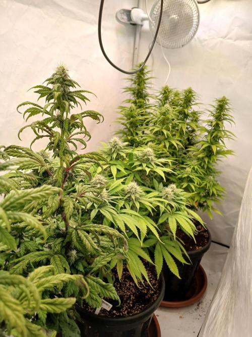 El Nebuloso Grows.... Week 11