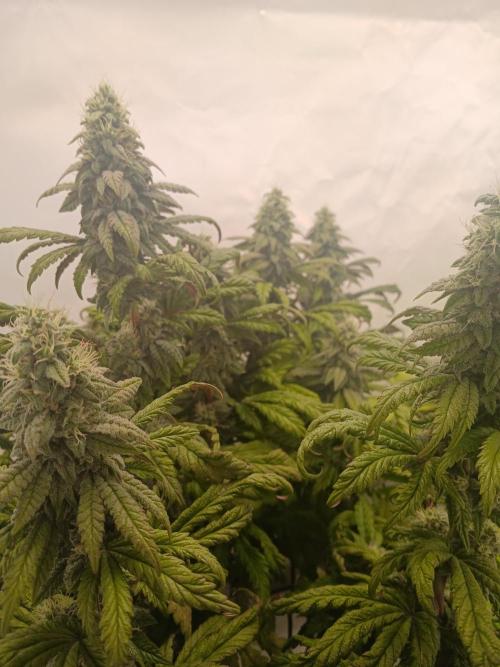 El Nebuloso Grows.... Week 12 - the Humboldt Gelato