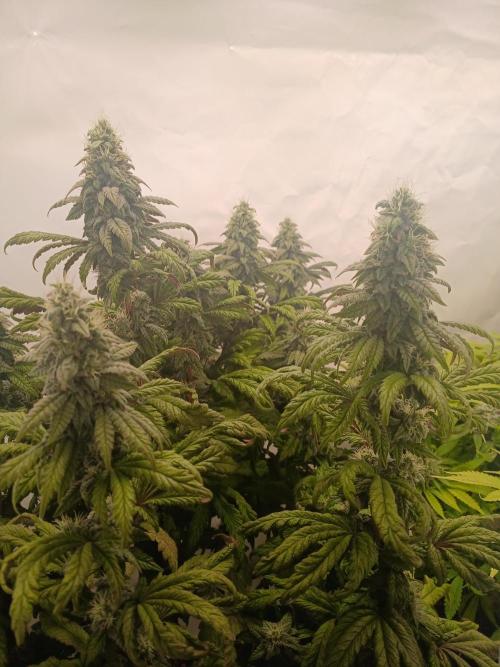 El Nebuloso Grows.... Week 12 - HG