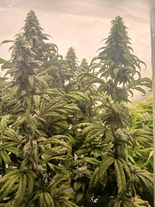 El Nebuloso Grows.... Week 12 - HG