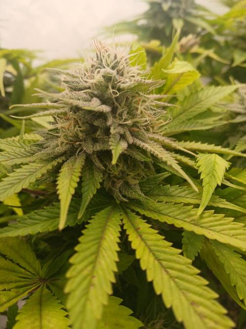 El Nebuloso Grows.... Week 12 - the StrawberryAK