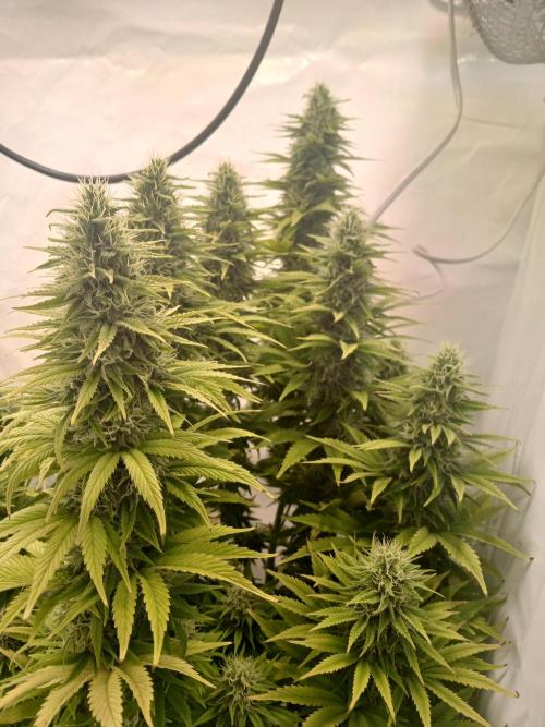 El Nebuloso Grows.... Week 12 - The CBD Chronic