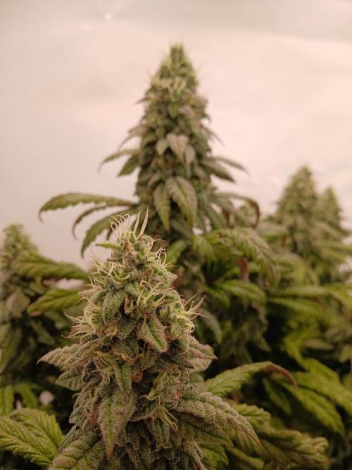 El Nebuloso Grows.... Week 13 - Humboldt Gelato