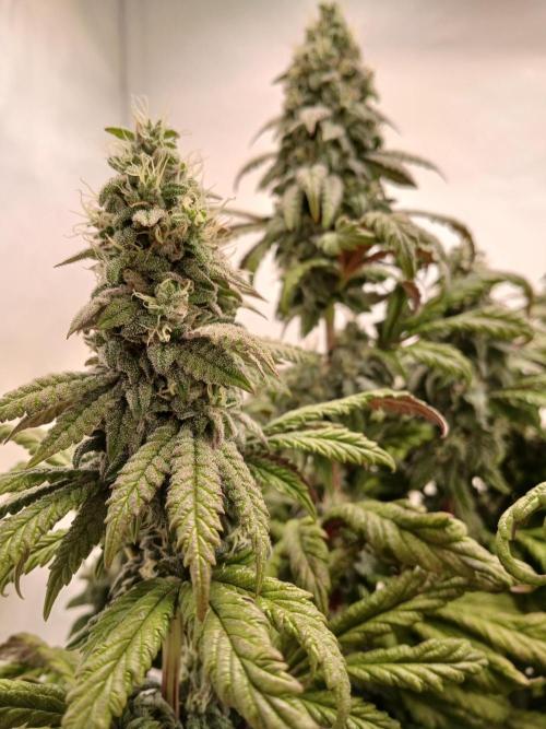 El Nebuloso Grows.... Week 13 - Humboldt Gelato