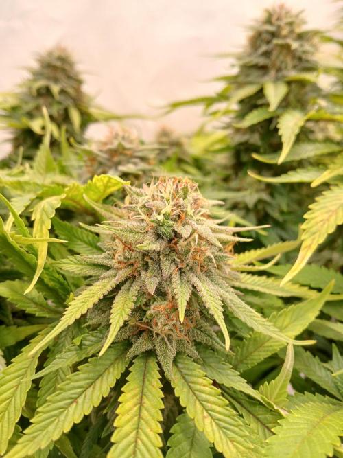 El Nebuloso Grows.... Week 13 - StrawberryAK