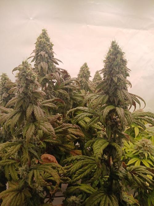 El Nebuloso Grows.... Week 14 - Humboldt Gelato