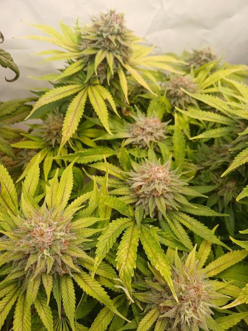 El Nebuloso Grows.... Week 14 - StrawberryAK