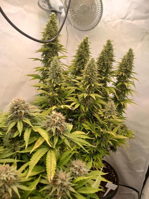 El Nebuloso Grows.... Week 14