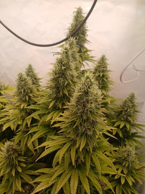 El Nebuloso Grows.... Week 14 - CBD Chronic