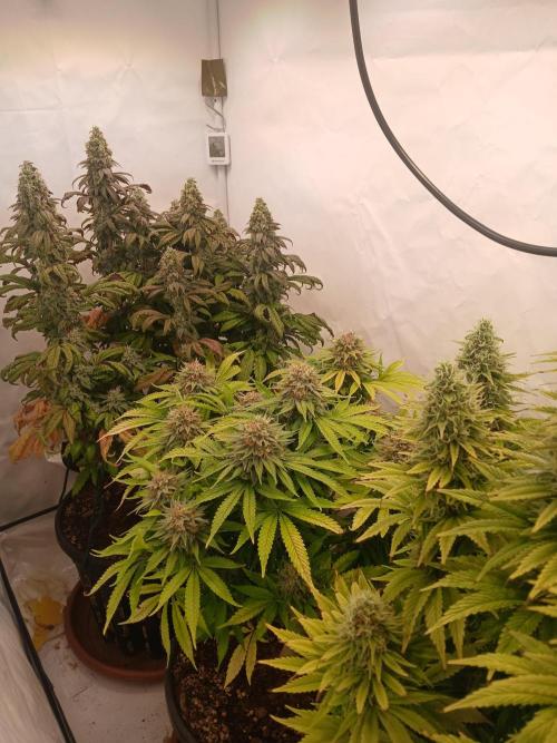 El Nebuloso Grows.... Week 14