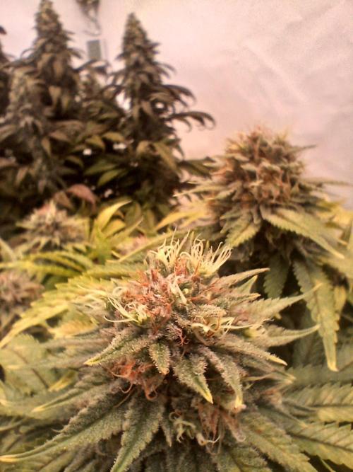 El Nebuloso Grows.... Week 14