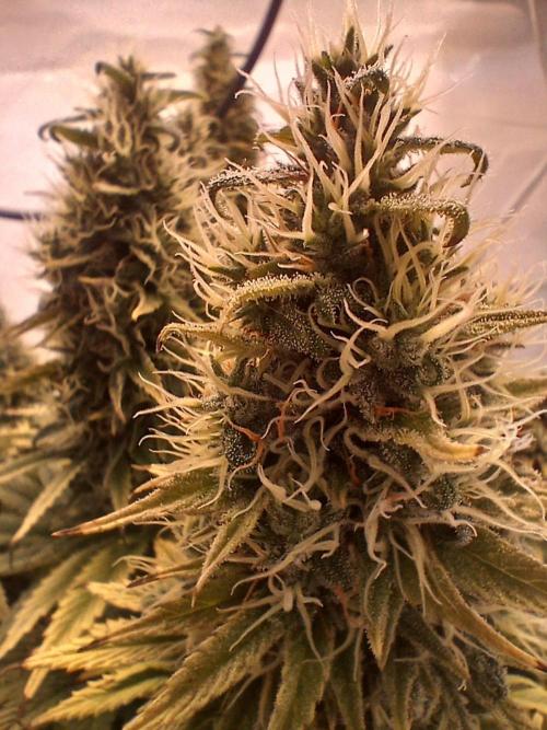 El Nebuloso Grows.... Week 14 - Chronic CBD