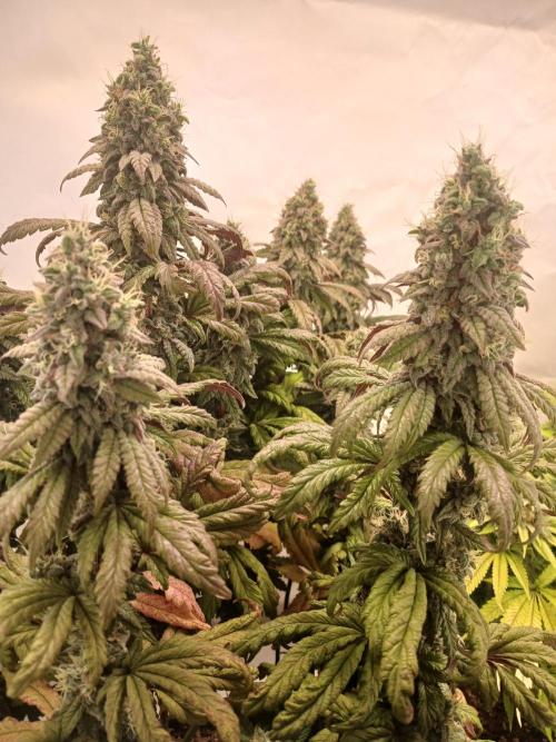 El Nebuloso Grows.... Week 14