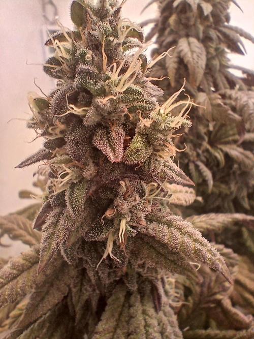 El Nebuloso Grows.... Week 14