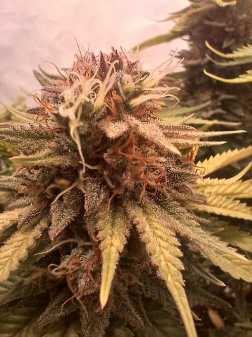 El Nebuloso Grows.... Week 14