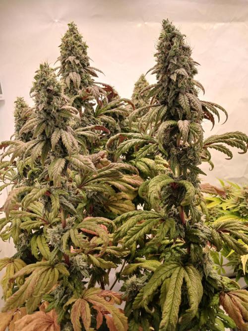 El Nebuloso Grows.... Week 14