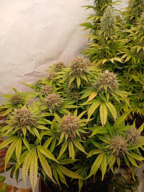 El Nebuloso Grows.... Week 14