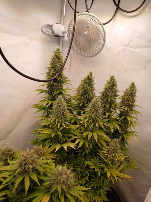 El Nebuloso Grows.... Week 14