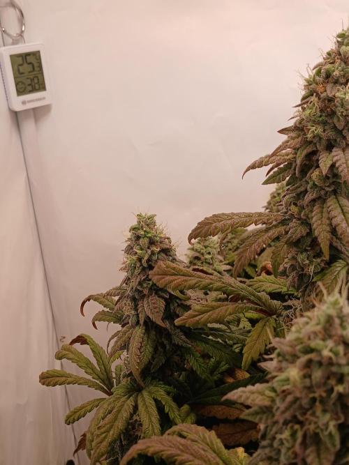 El Nebuloso Grows.... Week 14