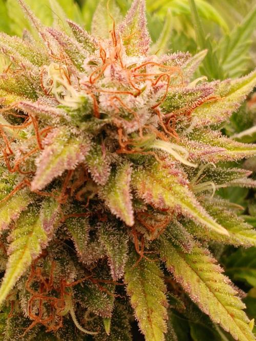 El Nebuloso Grows.... Week 15 - StrawberryAK
beginning of week 9