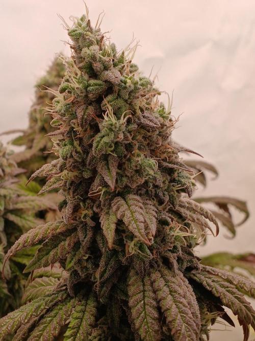 El Nebuloso Grows.... Week 15 - Humboldt Gelato
FW9