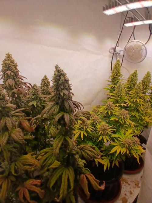 El Nebuloso Grows.... Week 15