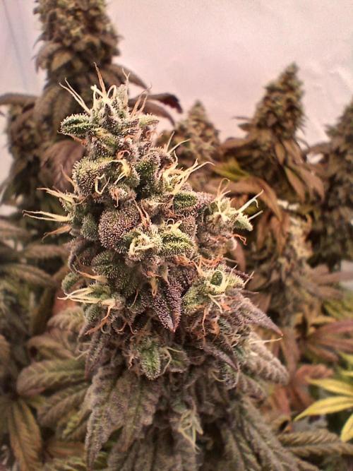 El Nebuloso Grows.... Week 15 - Humbold Gelato
flowering-week9