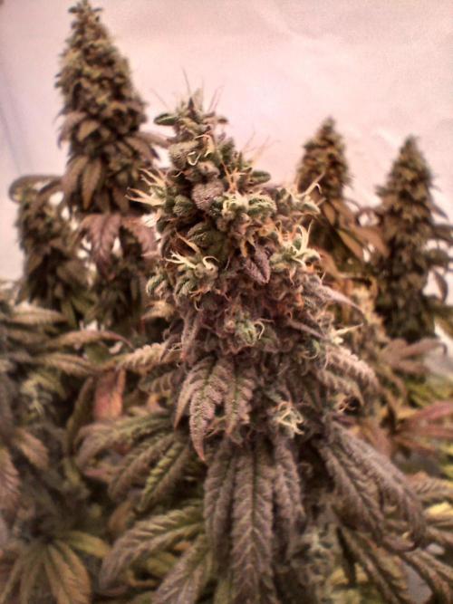 El Nebuloso Grows.... Week 15