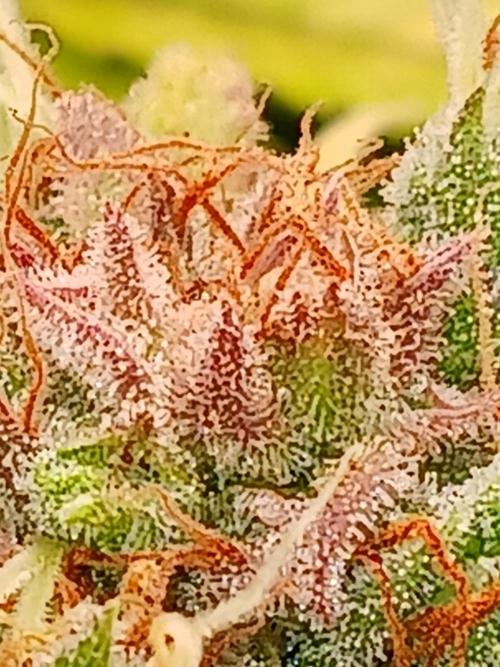 El Nebuloso Grows.... Week 16