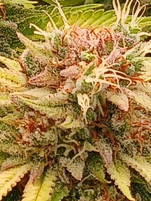 El Nebuloso Grows.... Week 16