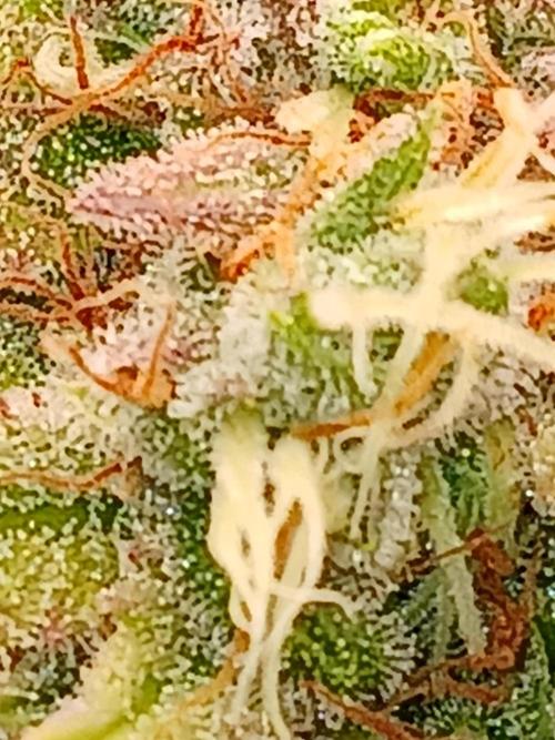 El Nebuloso Grows.... Week 16
