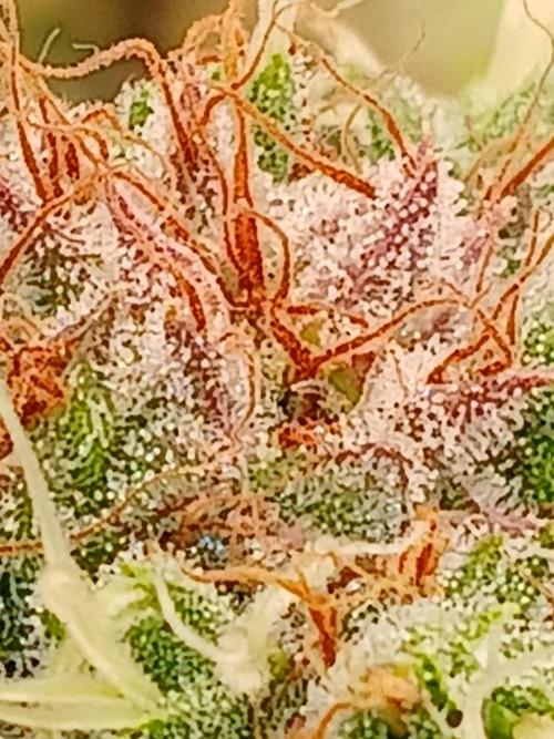 El Nebuloso Grows.... Week 16