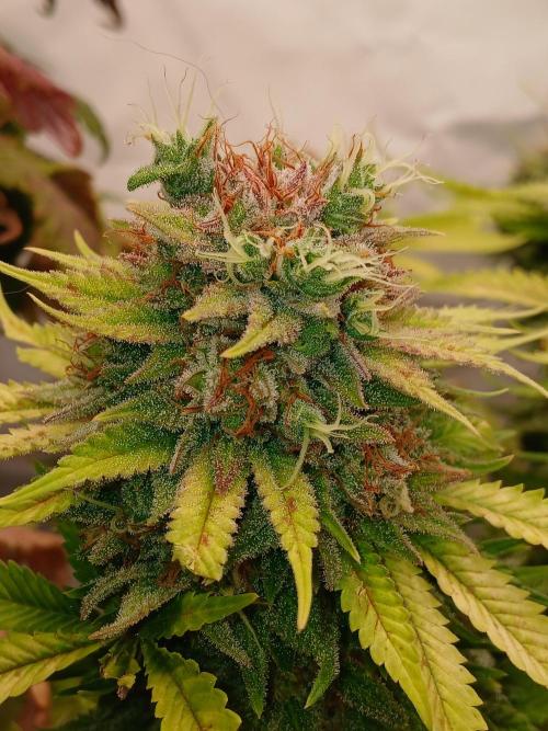 El Nebuloso Grows.... Week 16