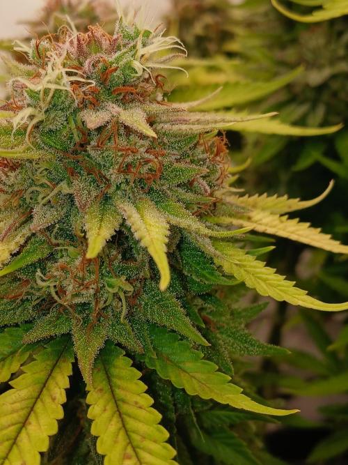 El Nebuloso Grows.... Week 16