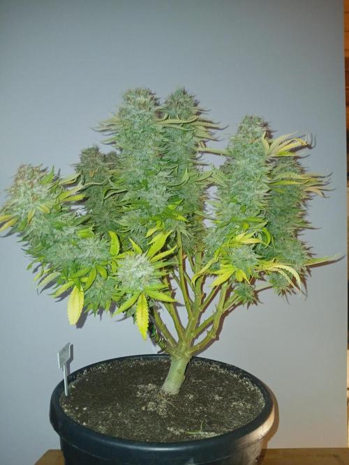 El Nebuloso Grows.... Week 16