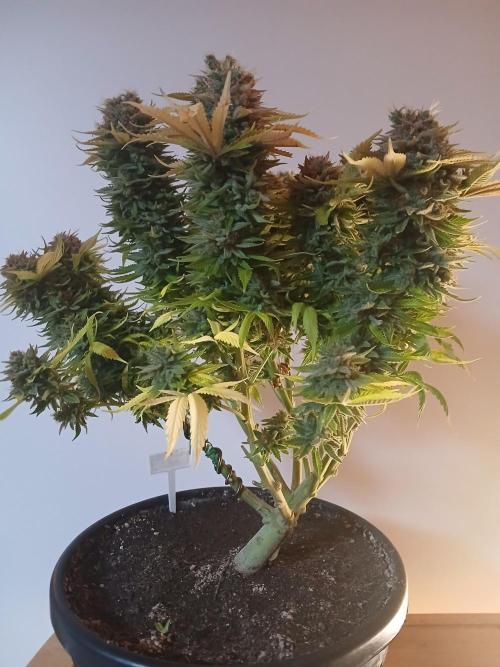 El Nebuloso Grows.... Week 16