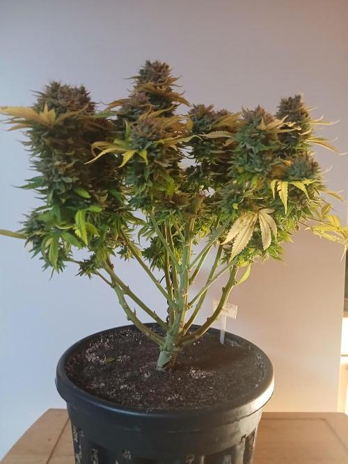 El Nebuloso Grows.... Week 16