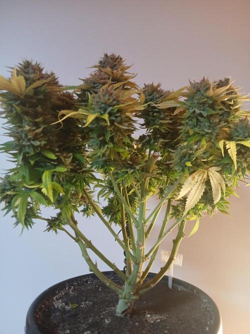 El Nebuloso Grows.... Week 16
