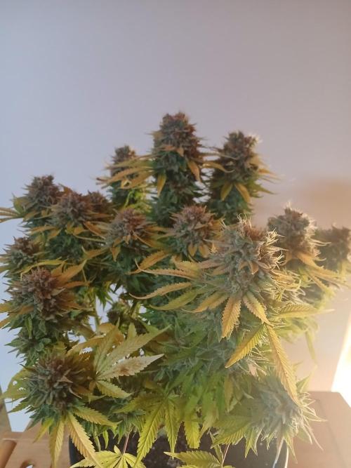 El Nebuloso Grows.... Week 16