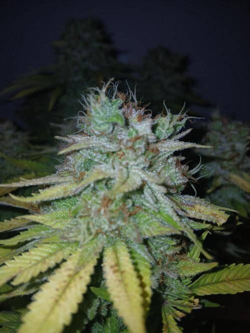 El Nebuloso Grows.... Week 16