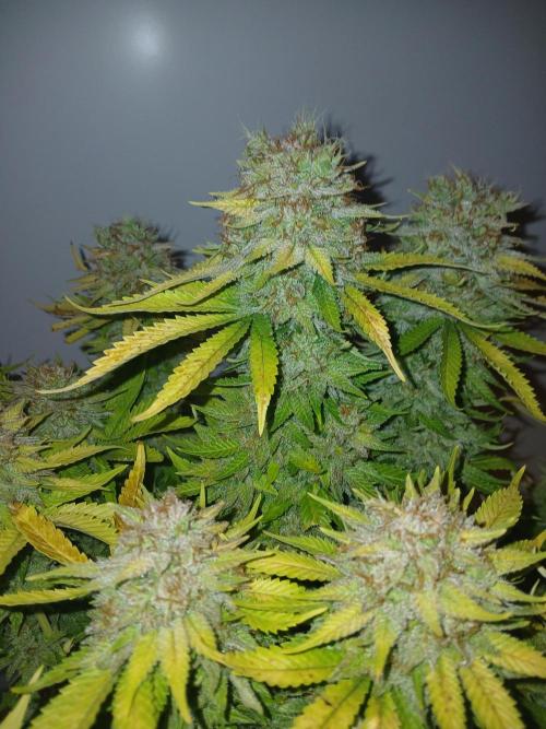 El Nebuloso Grows.... Week 16