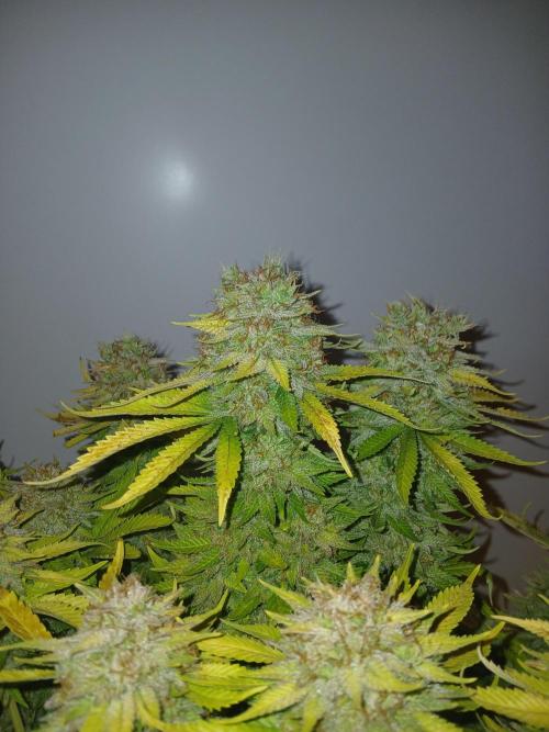 El Nebuloso Grows.... Week 16