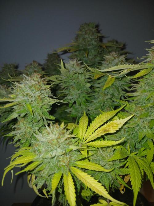 El Nebuloso Grows.... Week 16