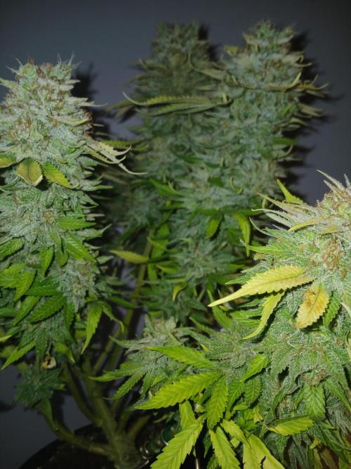 El Nebuloso Grows.... Week 16