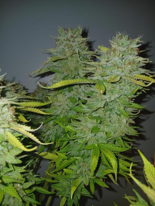 El Nebuloso Grows.... Week 16